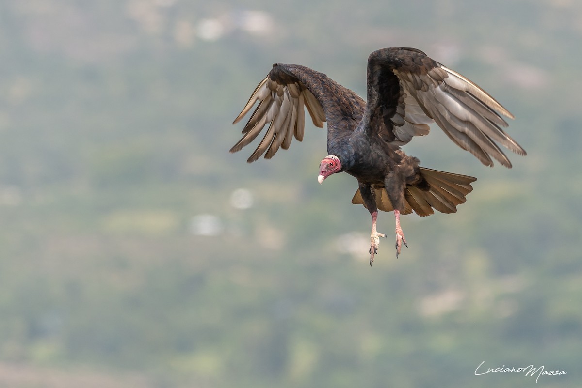Turkey Vulture - ML253827841