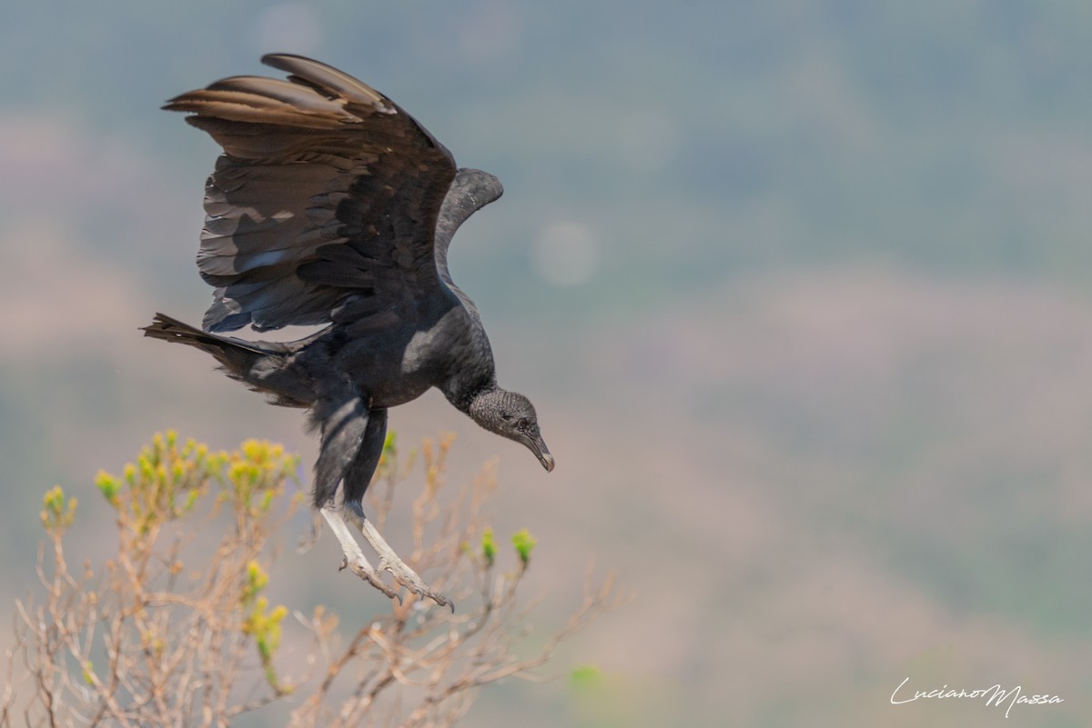 Black Vulture - ML253828181