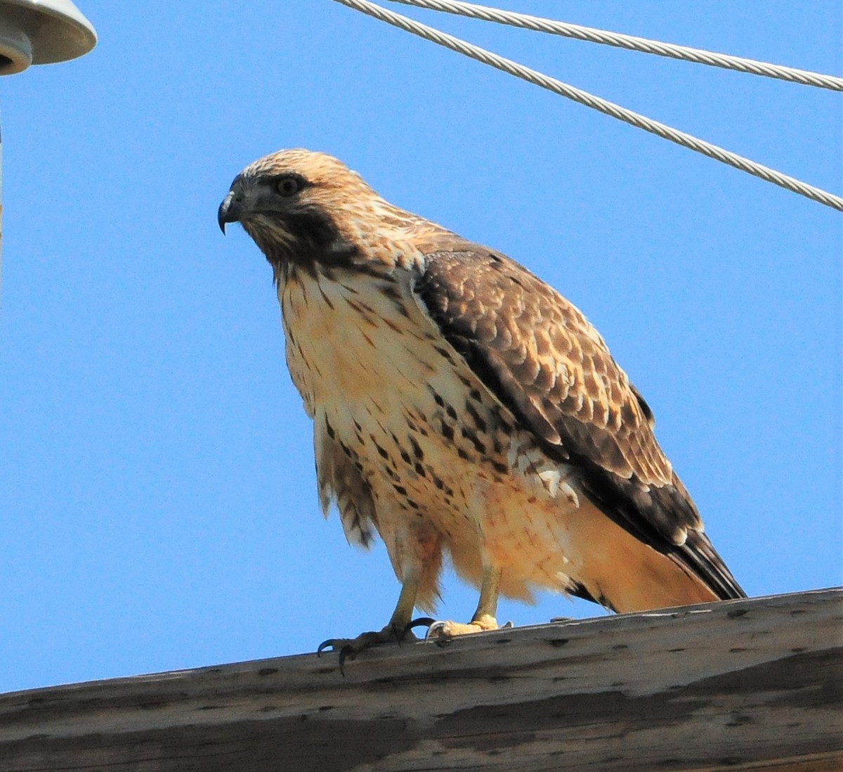 Red-tailed Hawk - ML253833801