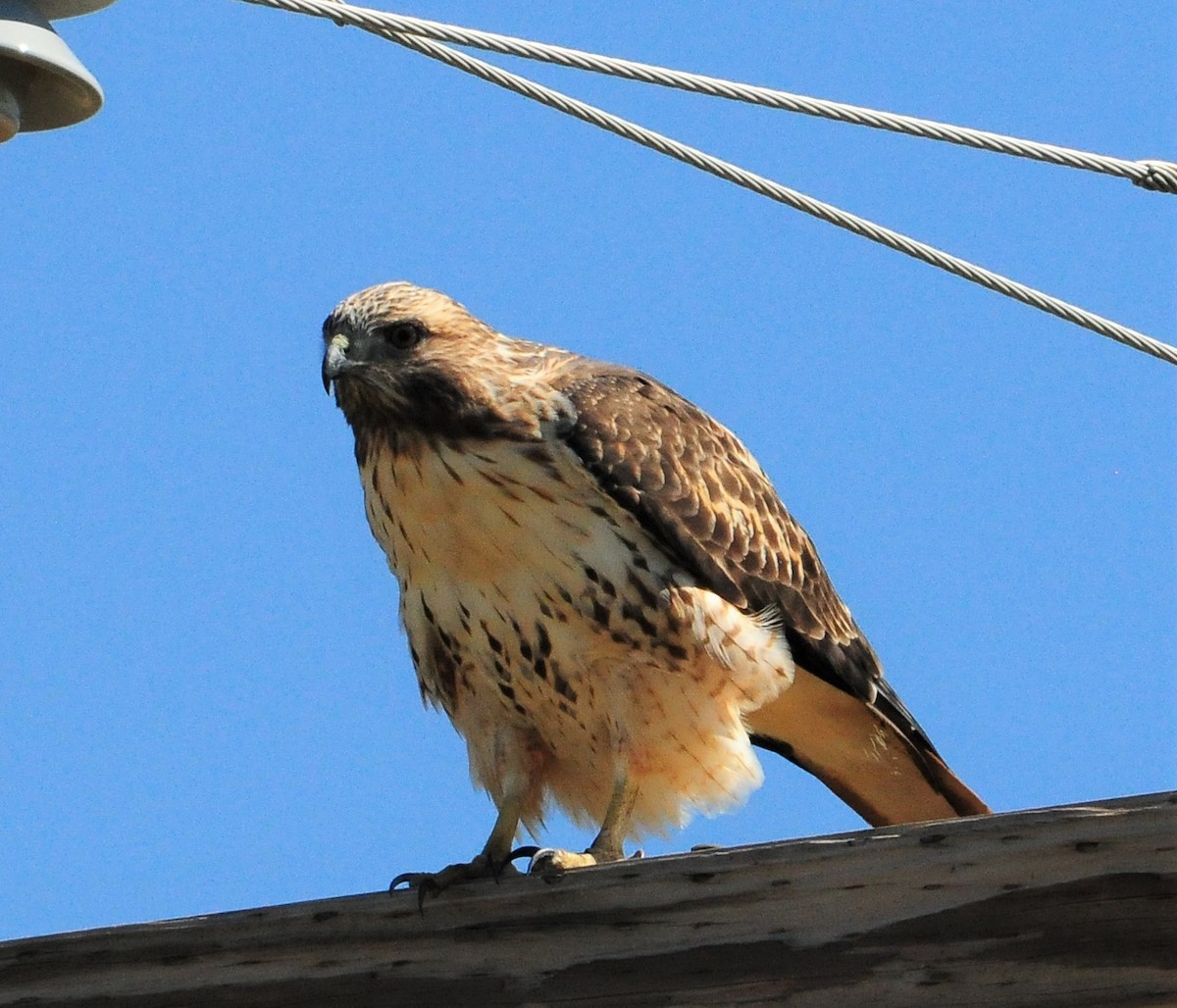 Red-tailed Hawk - ML253833821