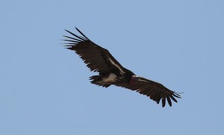 Lappet-faced Vulture - Steve James