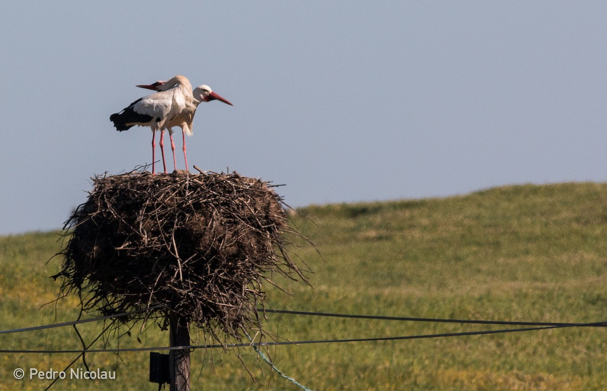 White Stork - Pedro Nicolau