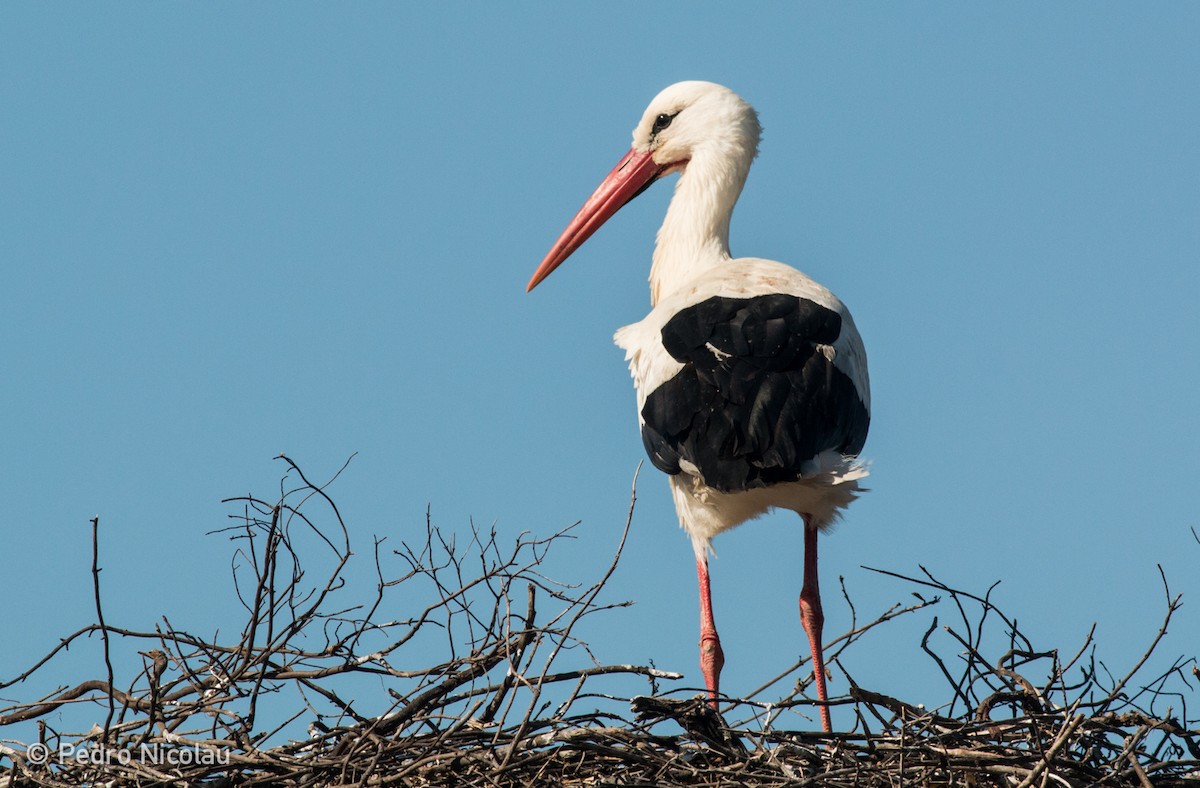 White Stork - ML25384151
