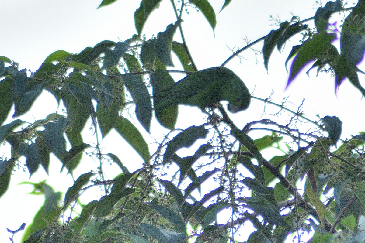 Мексиканский воробьиный попугайчик - ML253842671