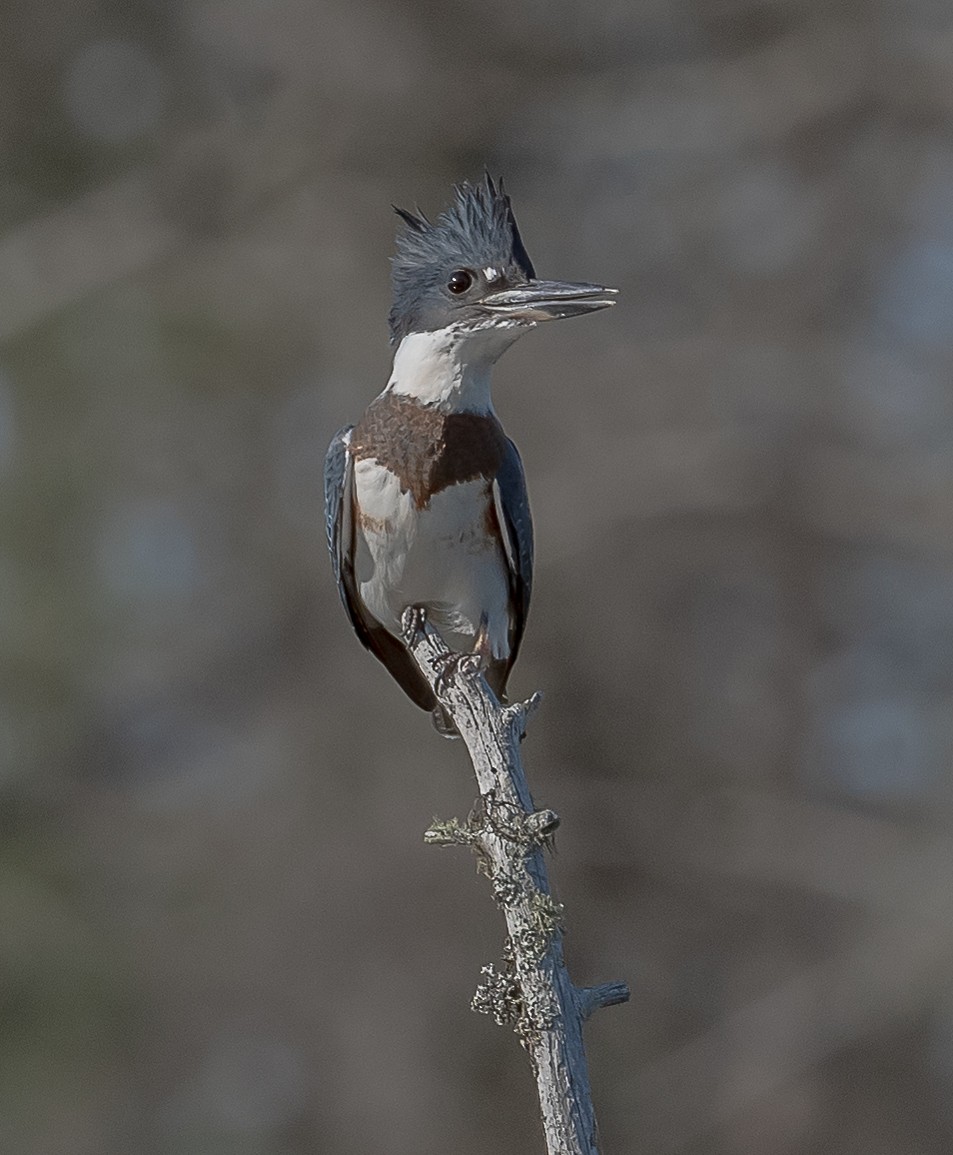 Belted Kingfisher - thomas berriman