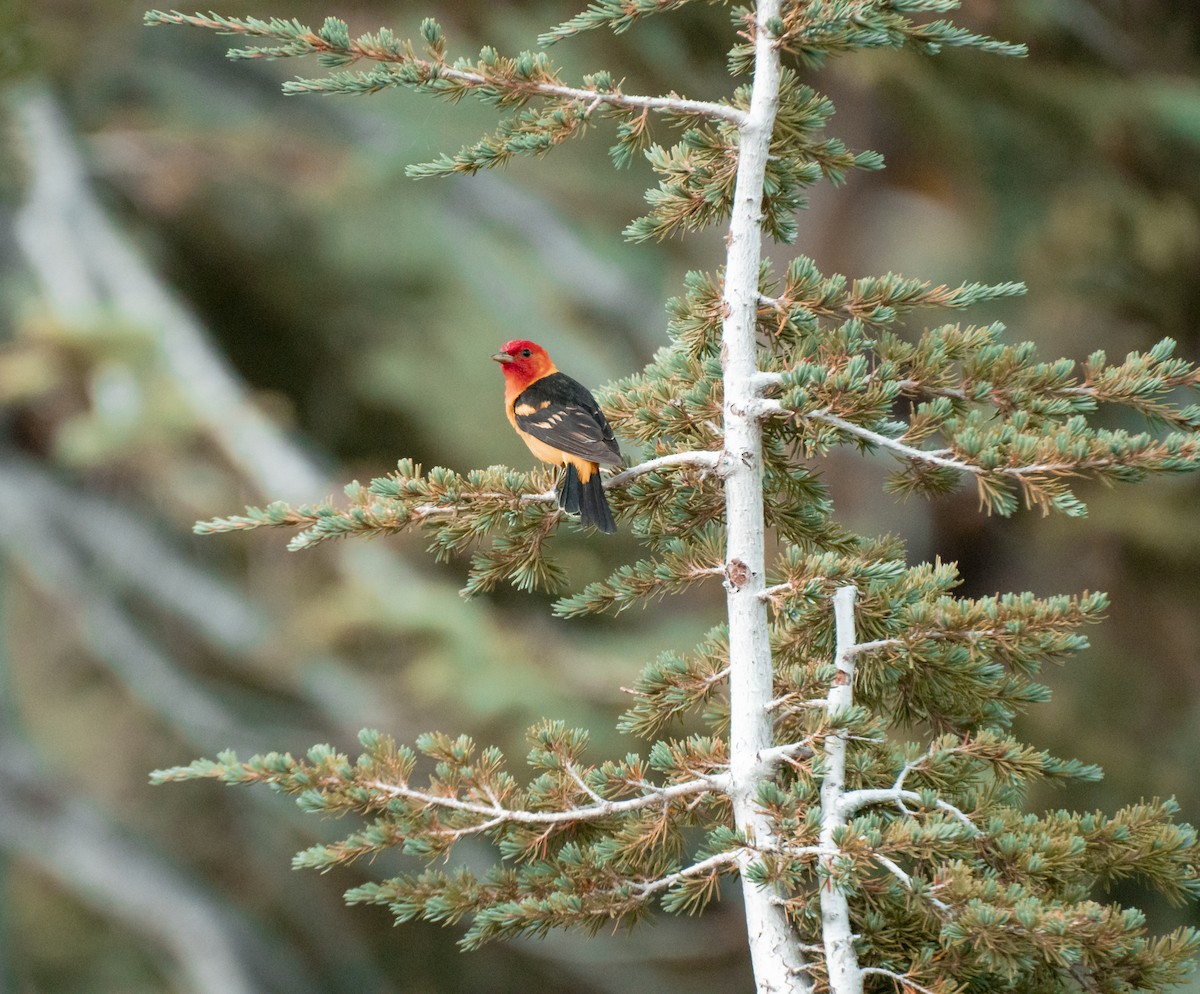 Western Tanager - ML253846121