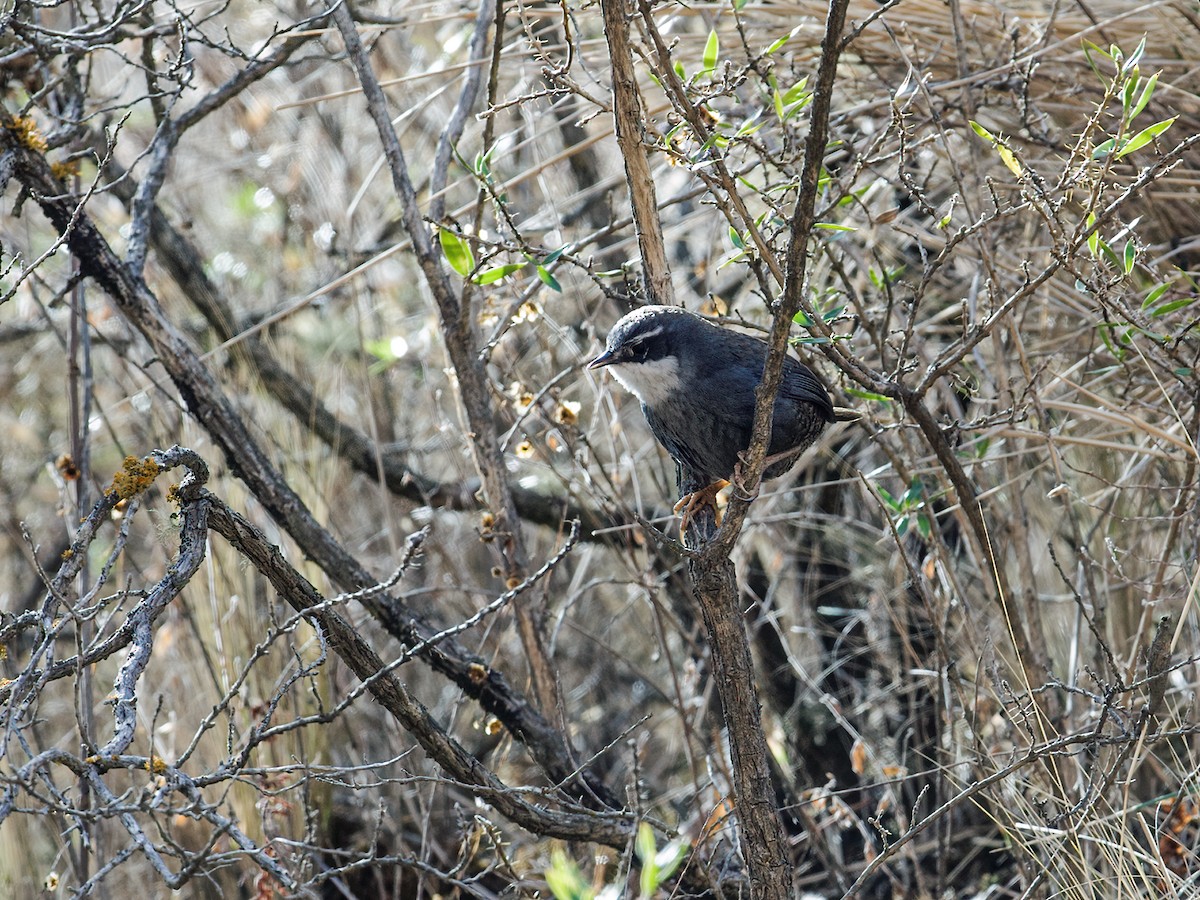 Zimmer's Tapaculo - ML253846961