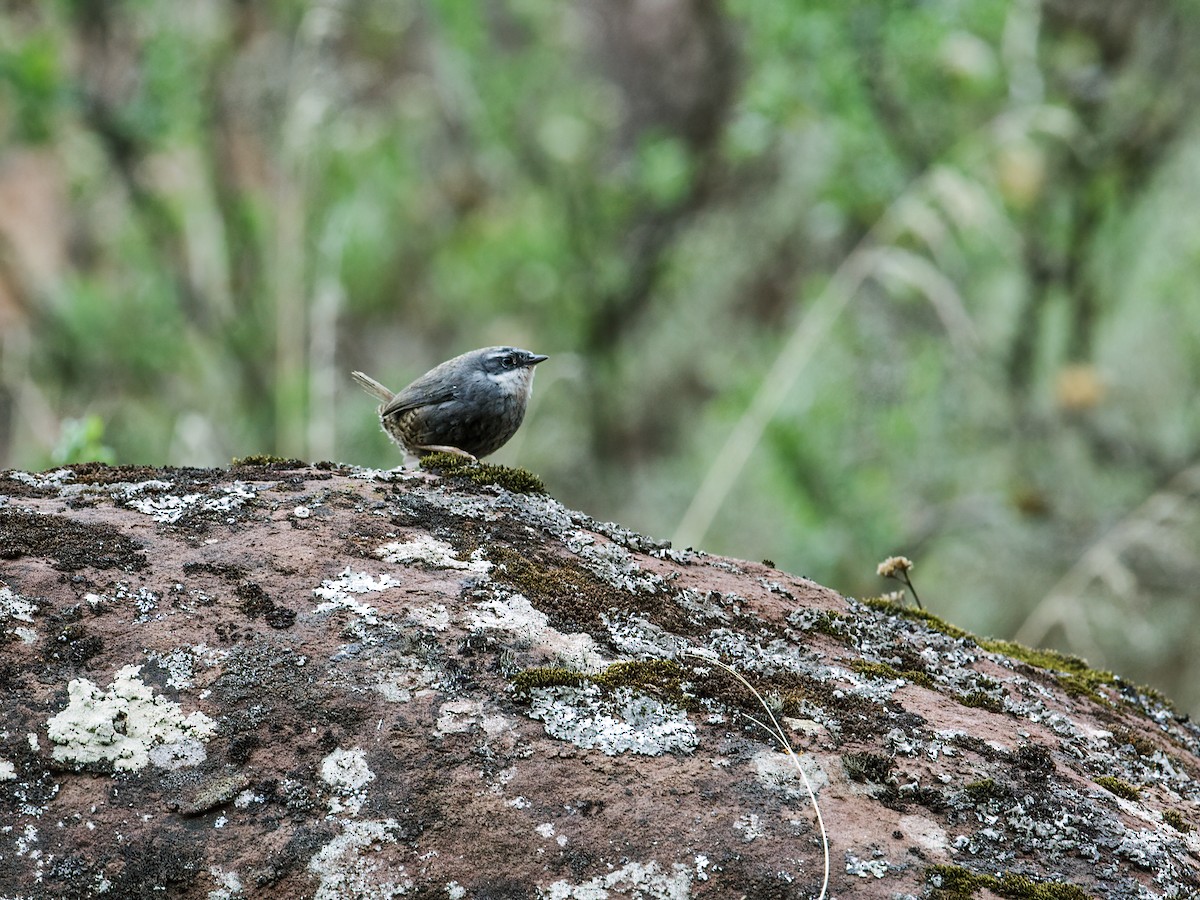 Zimmer's Tapaculo - ML253847111