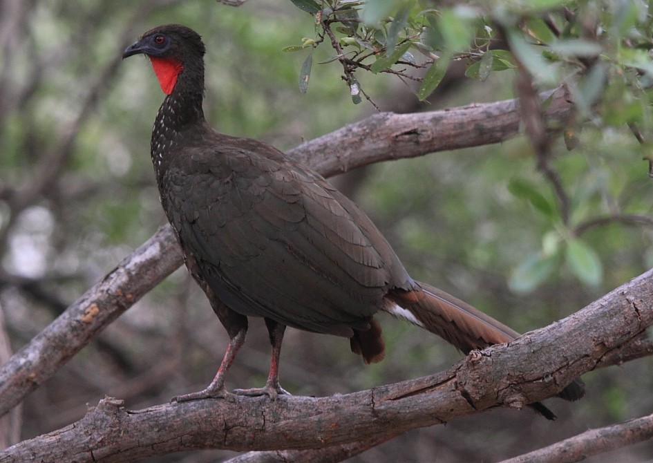 Crested Guan - ML253847741