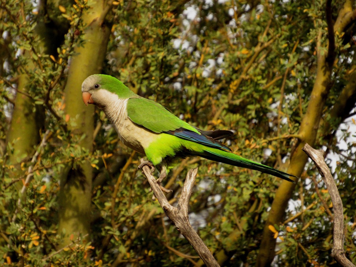 Monk Parakeet - samuel olivieri bornand
