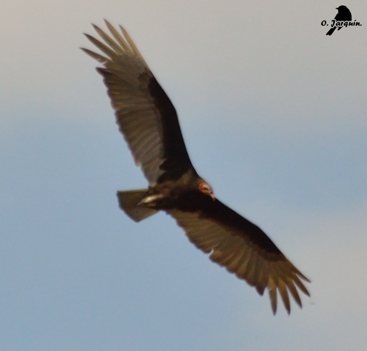 Lesser Yellow-headed Vulture - ML25384941