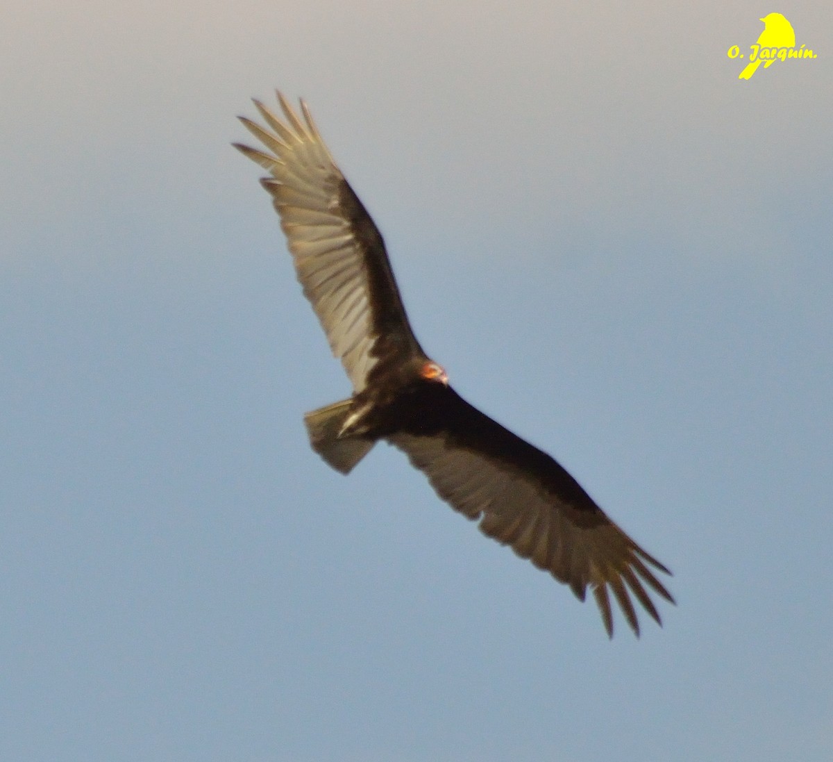 Lesser Yellow-headed Vulture - ML25384971