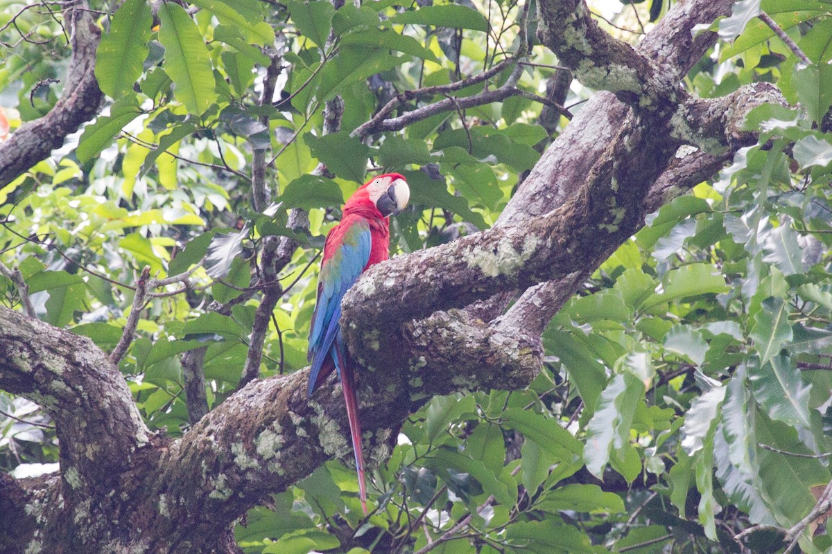 Red-and-green Macaw - Simon Colenutt