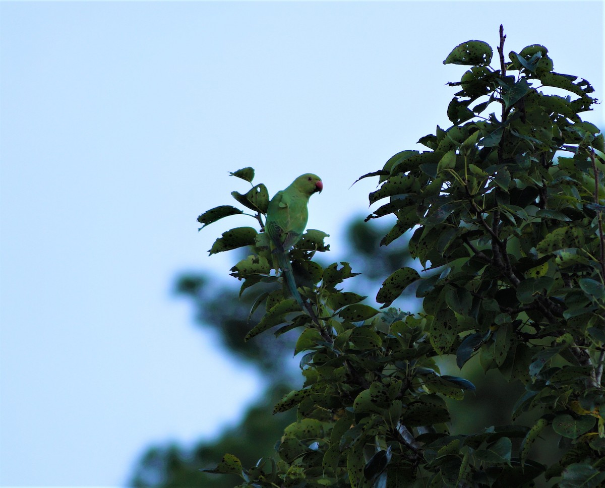 Rose-ringed Parakeet - Longnam Kharpuri