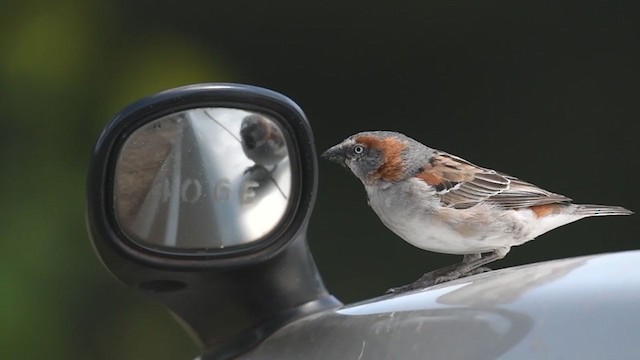 Kenya Rufous Sparrow - ML253874791