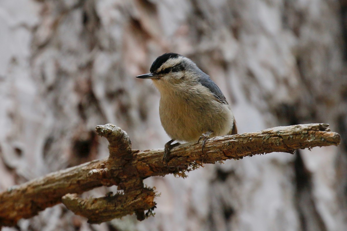 Corsican Nuthatch - ML253875391