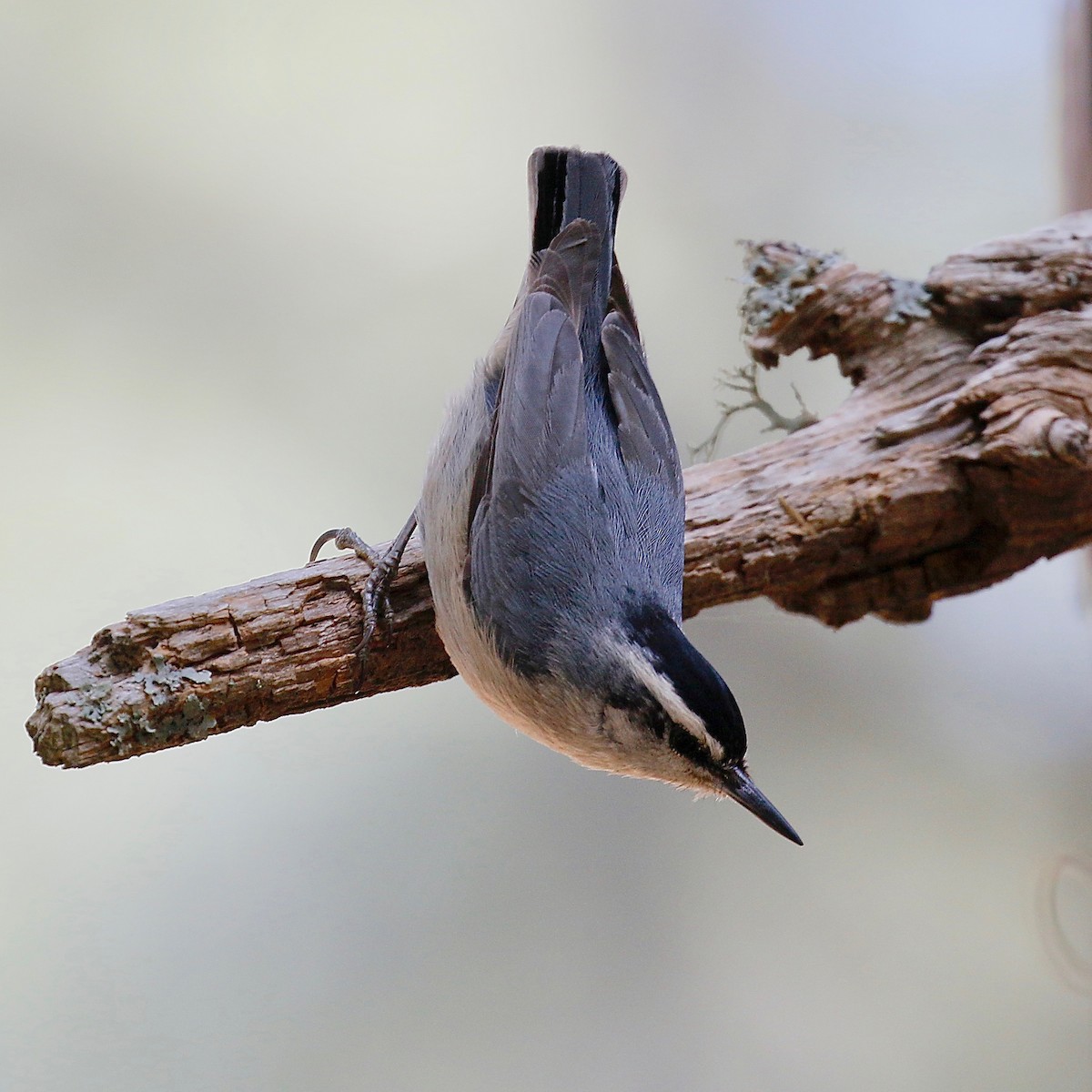 Corsican Nuthatch - ML253875421