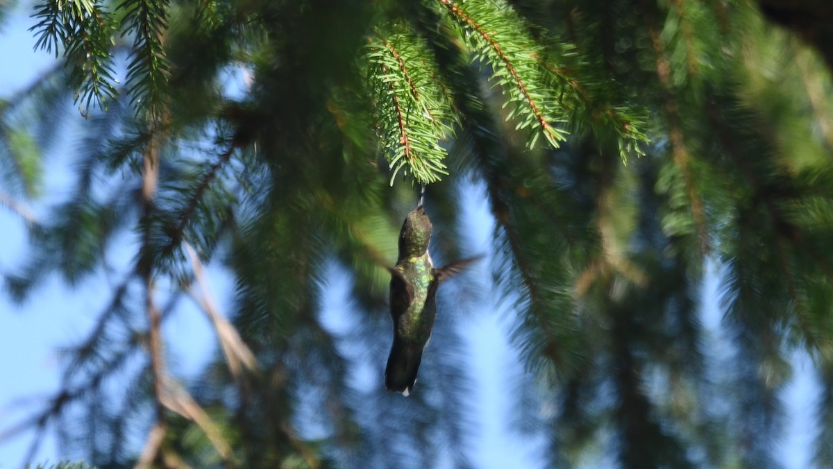 Ruby-throated Hummingbird - Carl Winstead