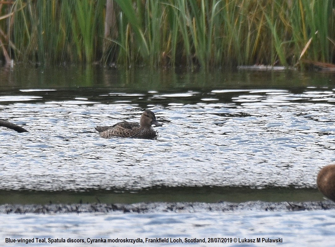 Blue-winged Teal - ML253881191