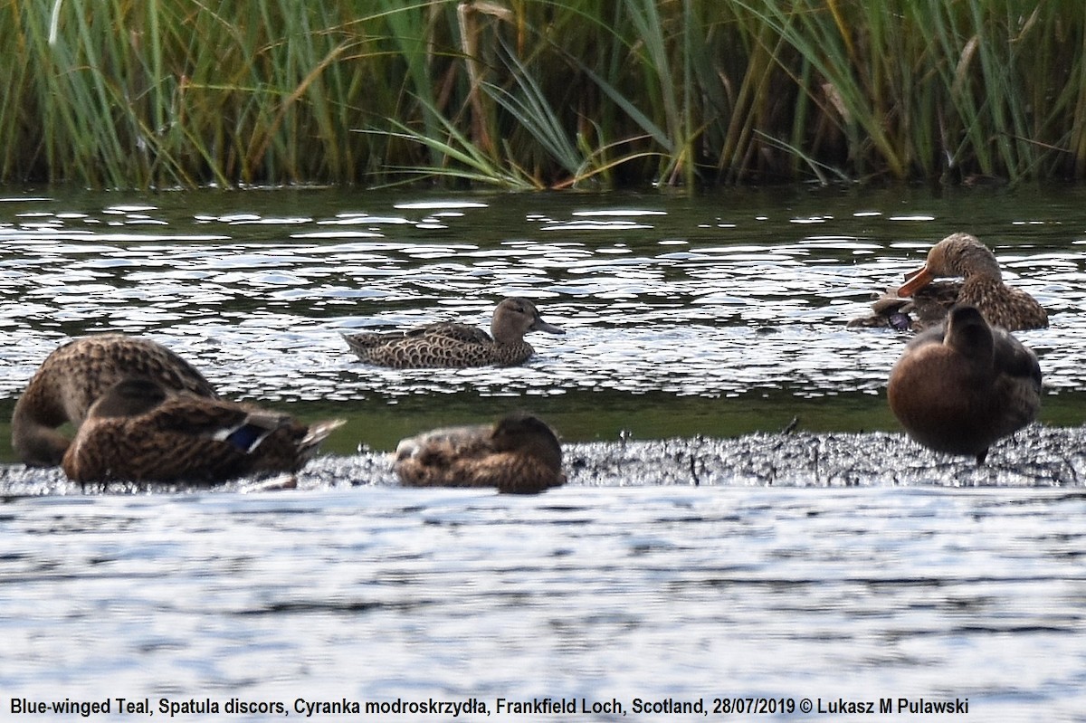 Blue-winged Teal - ML253881311