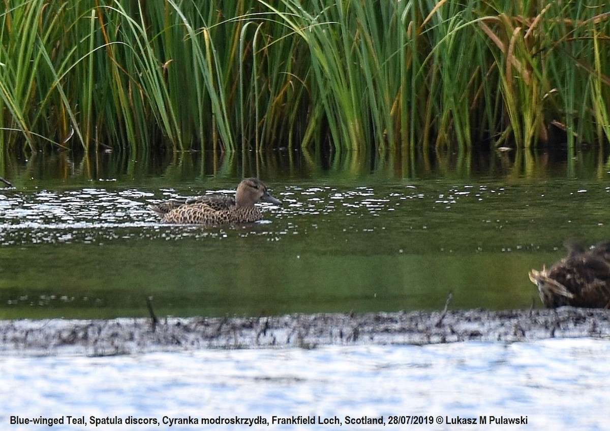 Blue-winged Teal - ML253881341