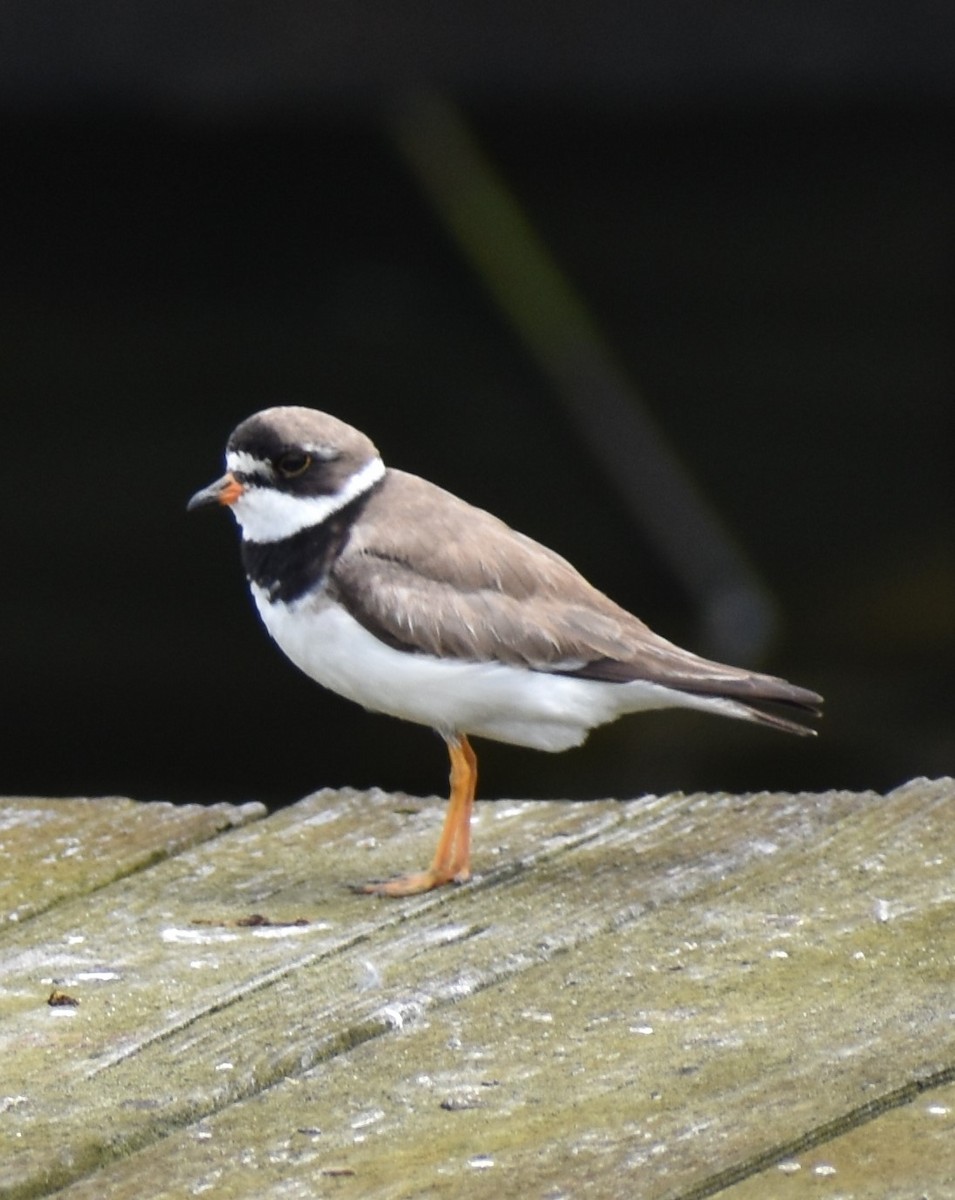 Semipalmated Plover - Gerry Farley