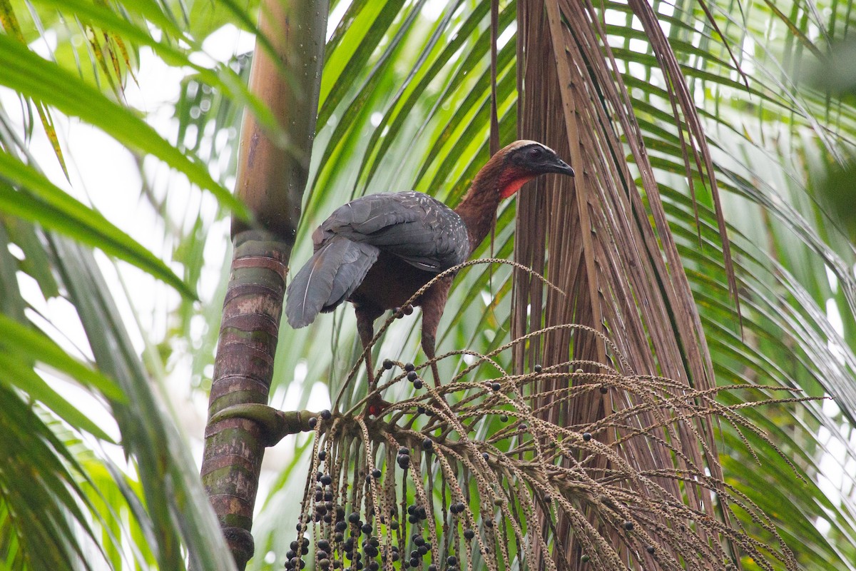 White-crested Guan - ML253883601