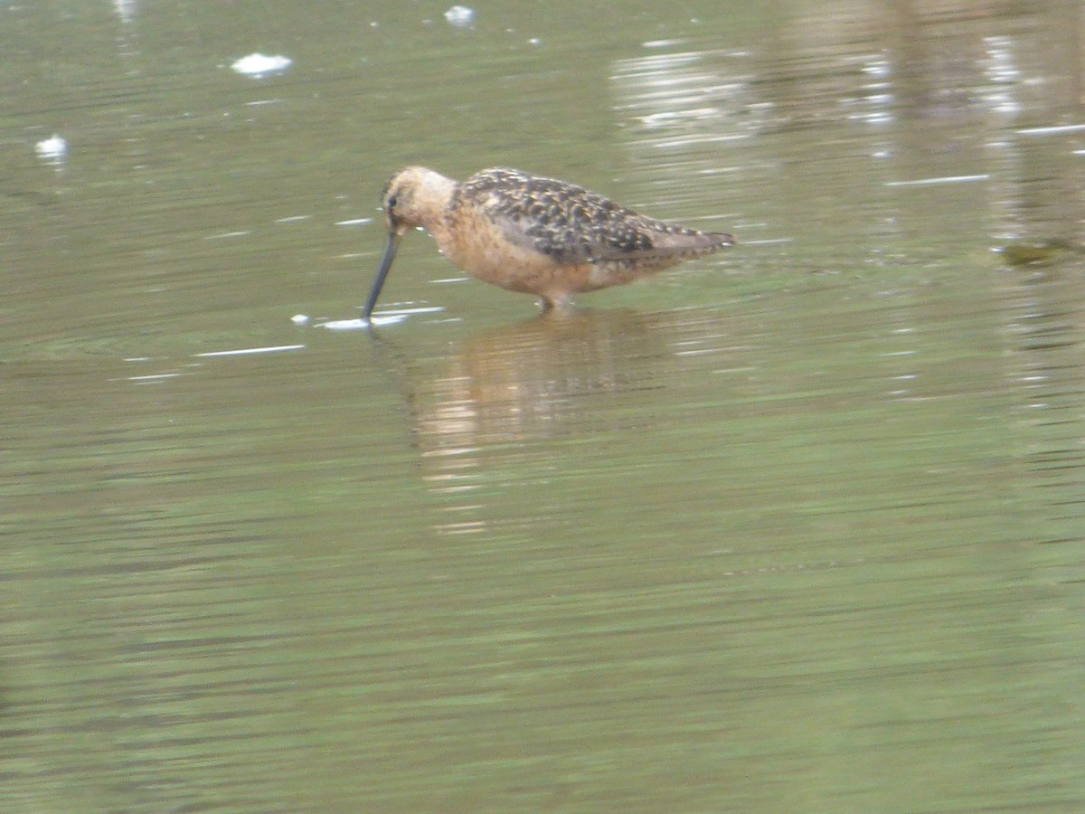 Long-billed Dowitcher - ML253884781