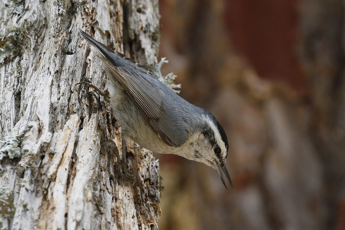 Corsican Nuthatch - ML253889091