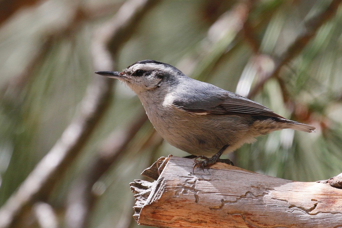 Corsican Nuthatch - ML253889141