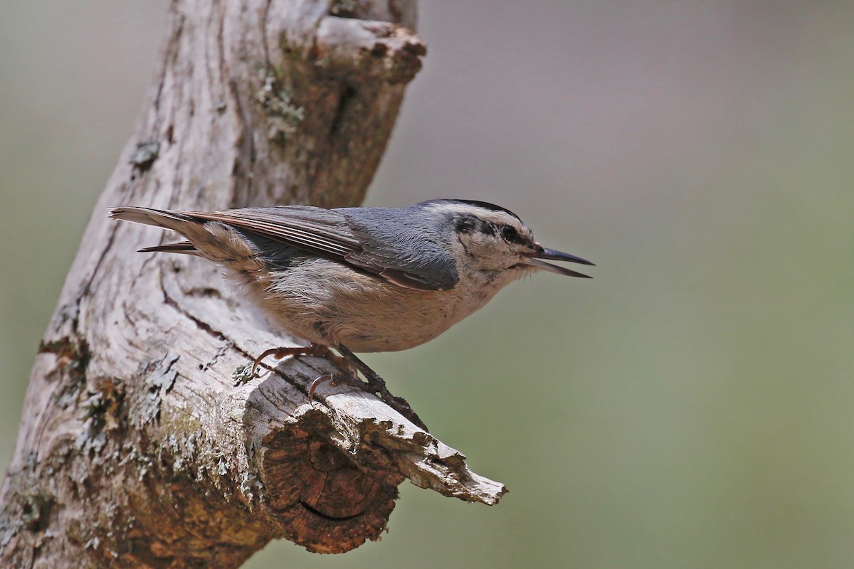 Corsican Nuthatch - ML253889161