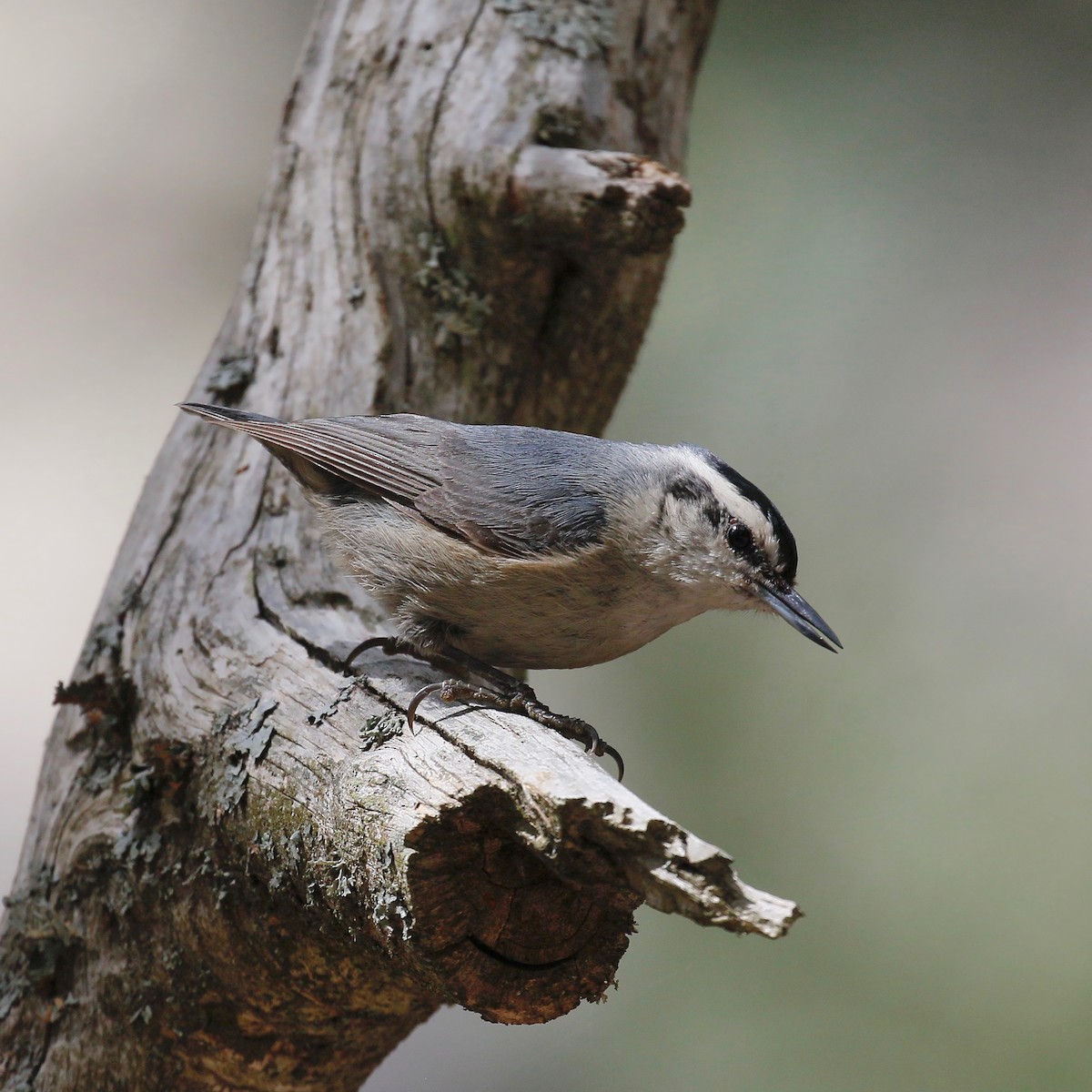 Corsican Nuthatch - ML253889171