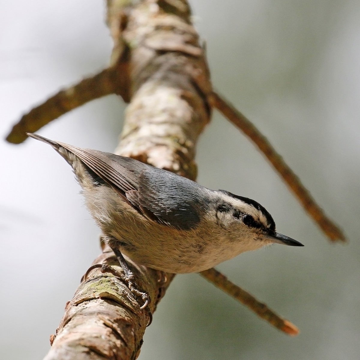 Corsican Nuthatch - Jan Andersson