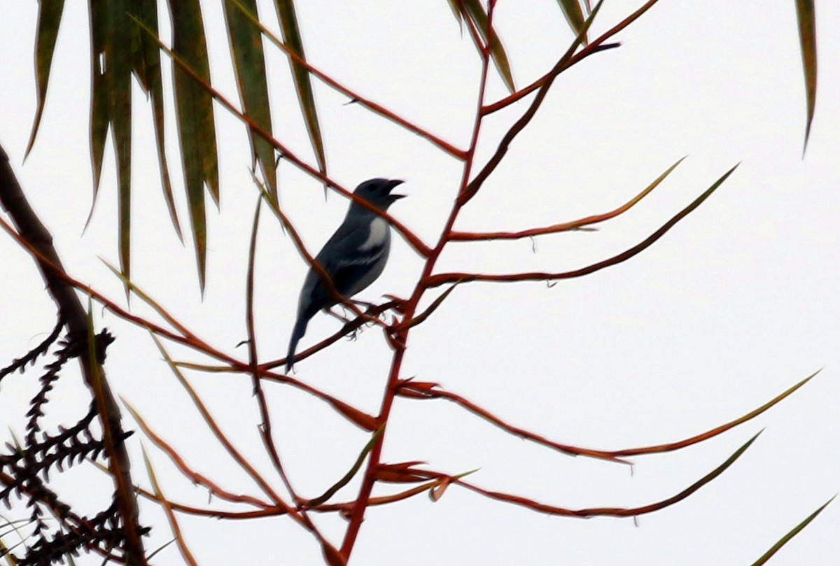 Blue-gray Tanager - ML25389301