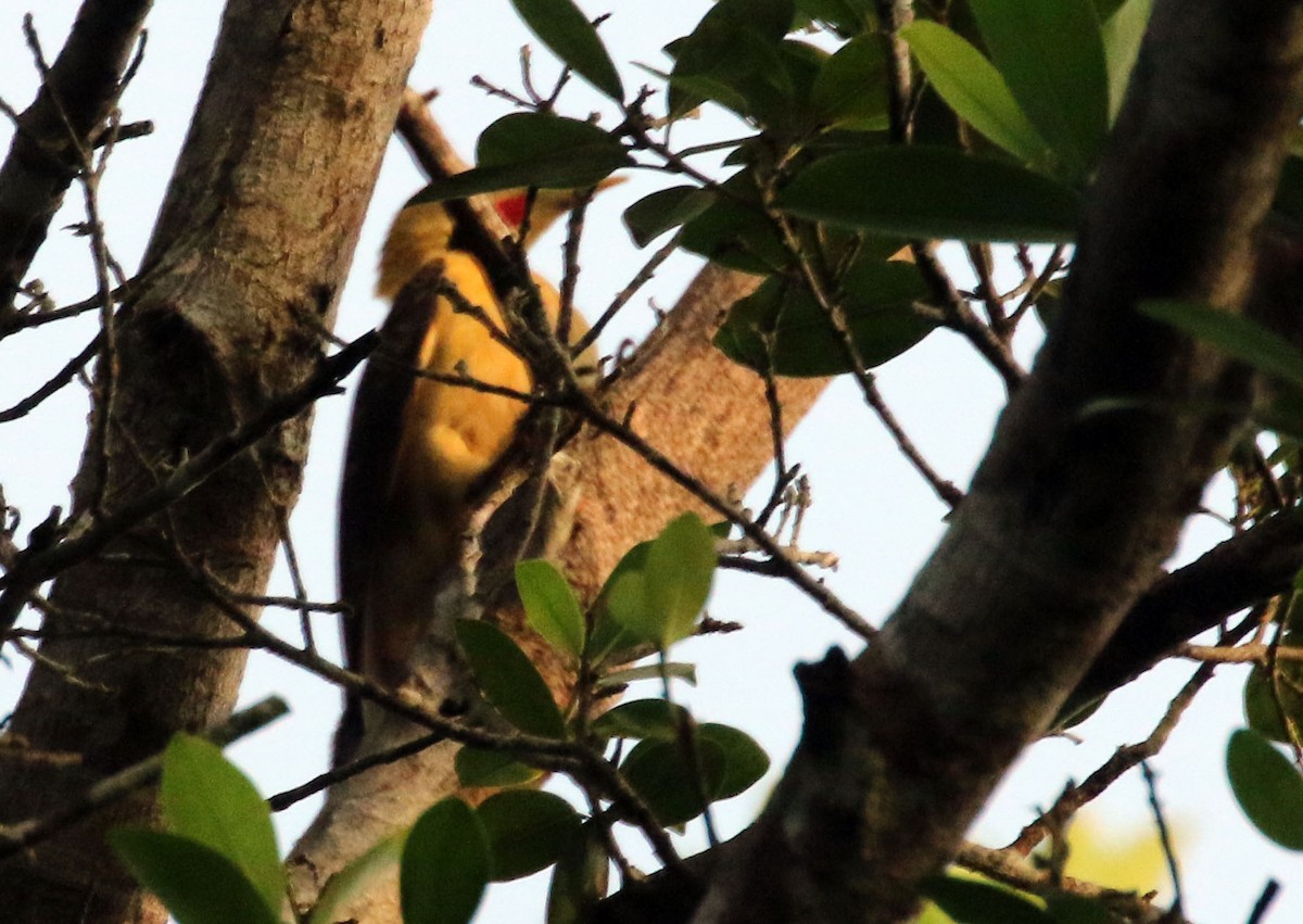 Cream-colored Woodpecker - ML25389391