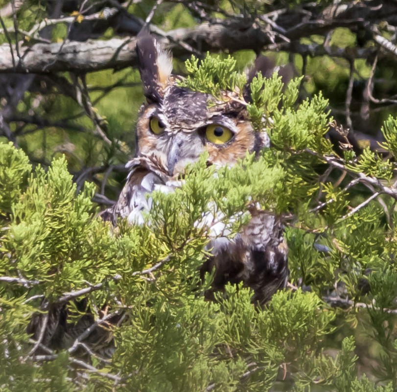 Great Horned Owl - ML253894621