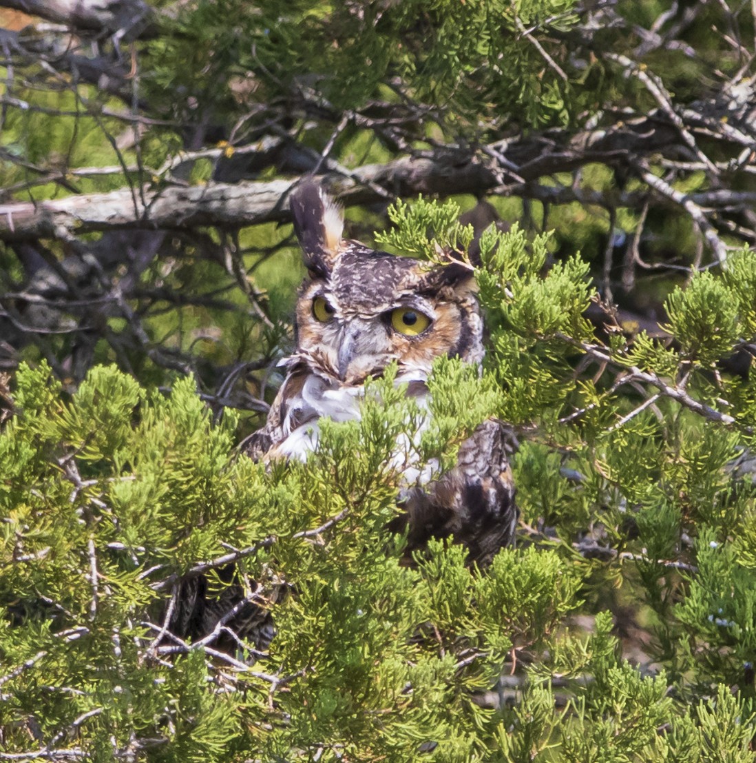Great Horned Owl - ML253894661