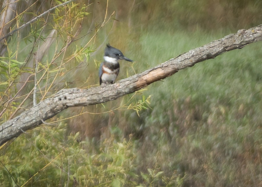 Belted Kingfisher - ML253896421