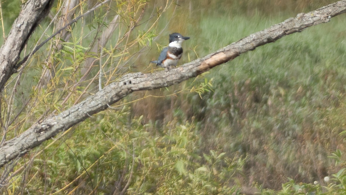 Belted Kingfisher - ML253896431
