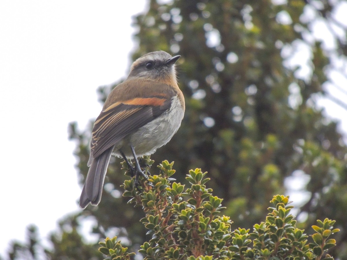 Rufous-breasted Chat-Tyrant - Roger  Rodriguez Ardila