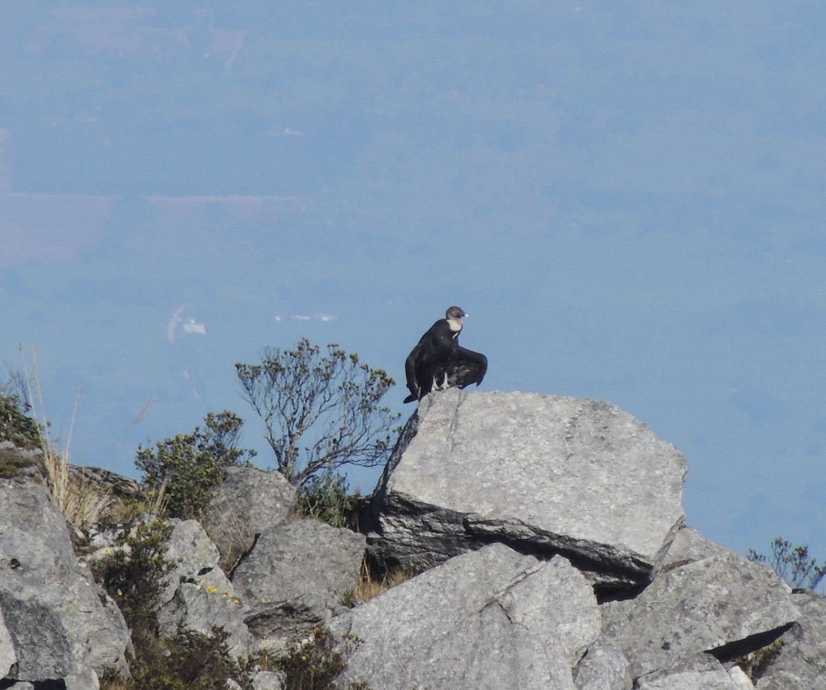 Andean Condor - ML253901341