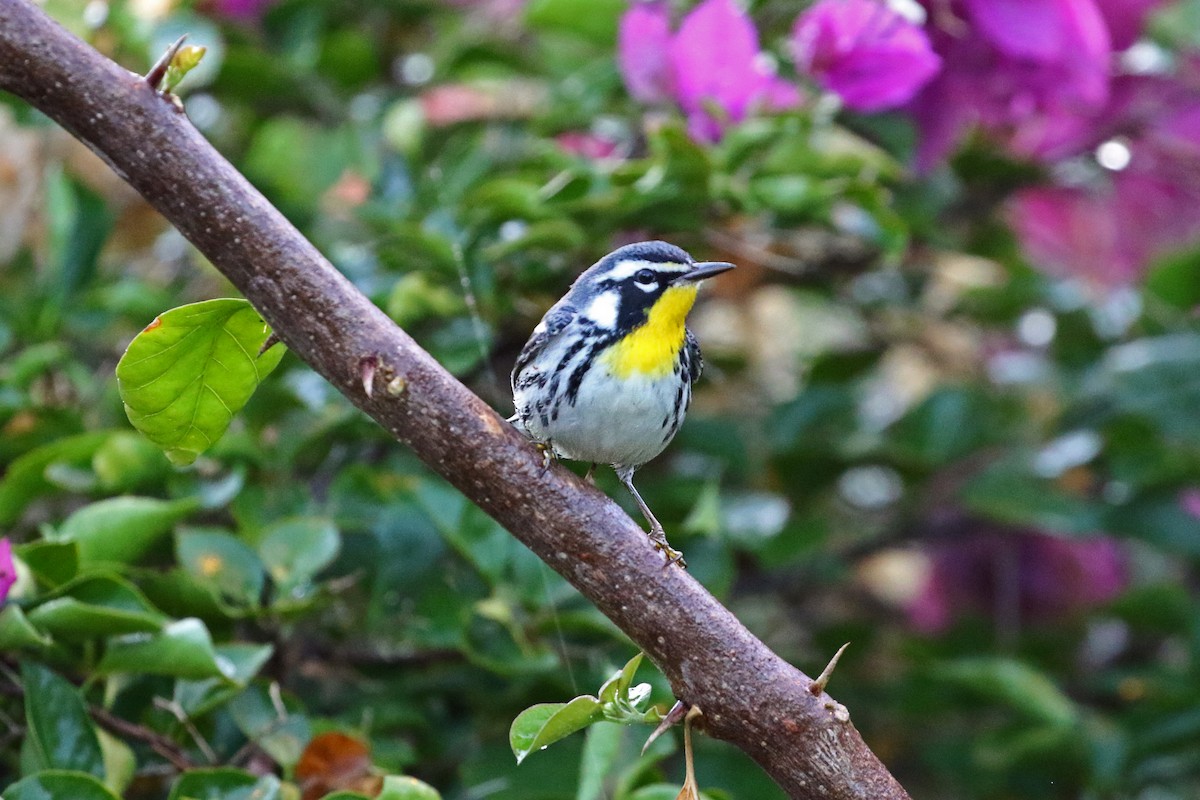 Yellow-throated Warbler - Ricardo Guerra