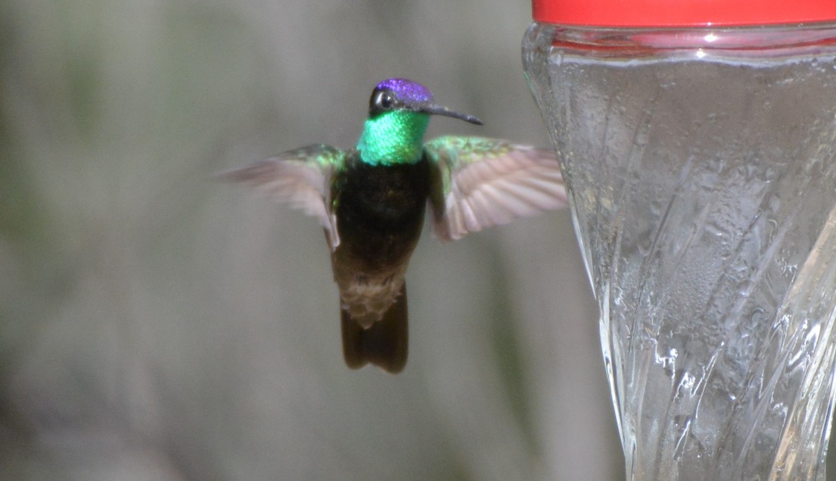 Rivoli's Hummingbird - ML25390591