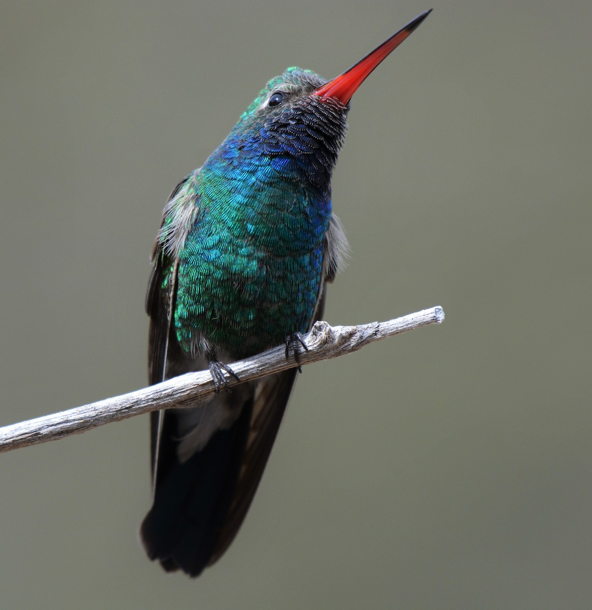 Broad-billed Hummingbird - ML25390631