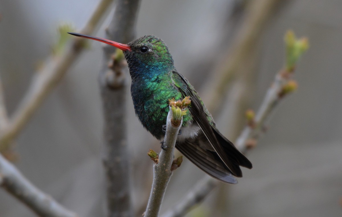 Broad-billed Hummingbird - ML25390641