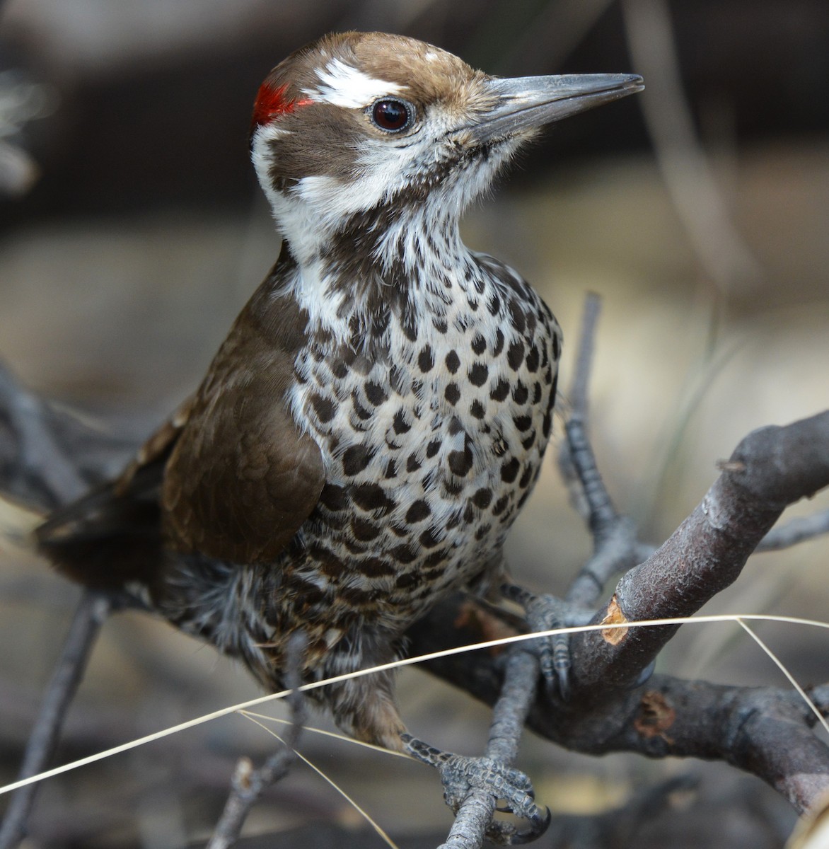 Arizona Woodpecker - ML25390691