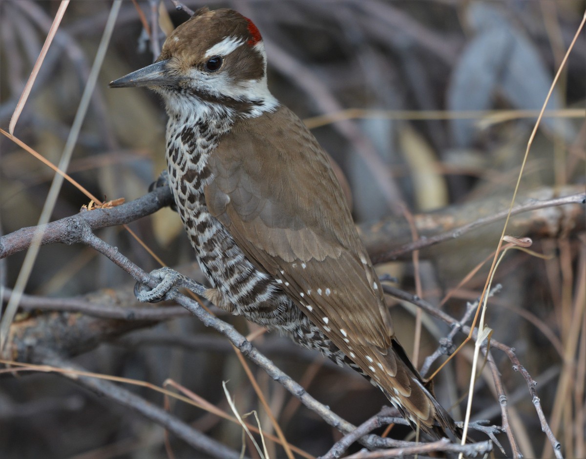 Arizona Woodpecker - ML25390701