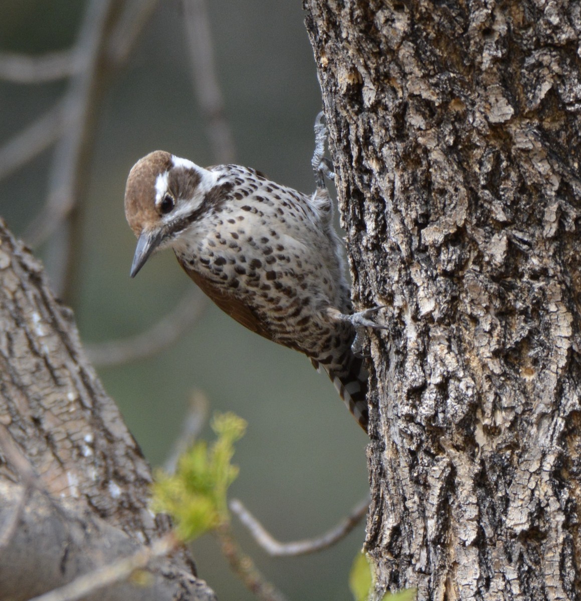 Arizona Woodpecker - ML25390741