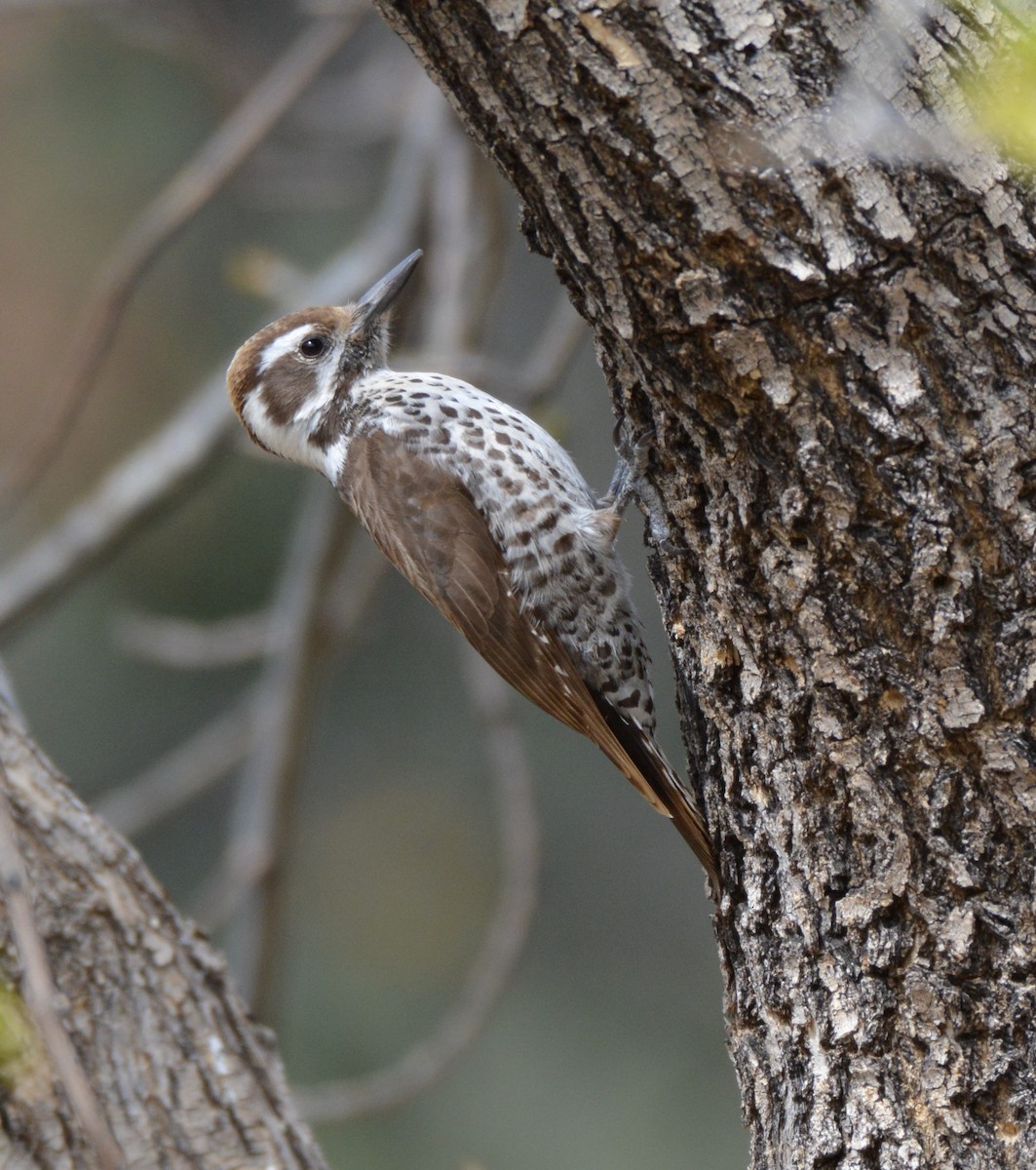 Arizona Woodpecker - Chris Rohrer