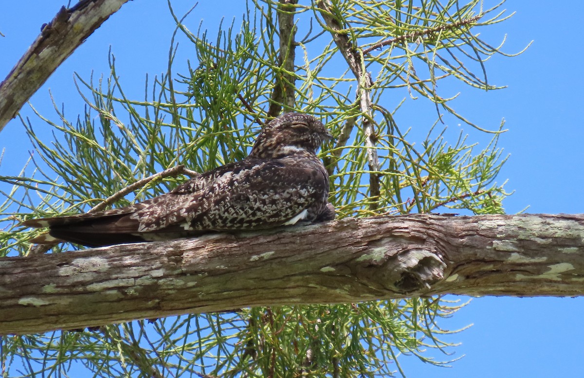 Common Nighthawk - Susan Young